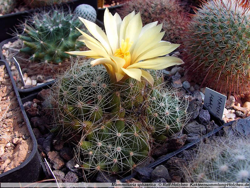 SuccSeed - Mammillaria sphaerica Lau 1277 (W Ciudad Victoria)
