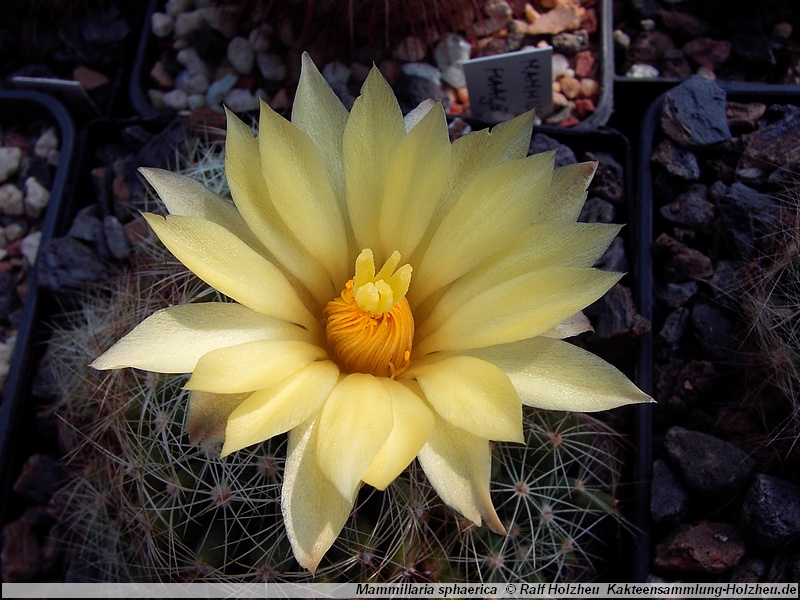 Mammillaria sphaerica Lau 1277 (W Ciudad Victoria)