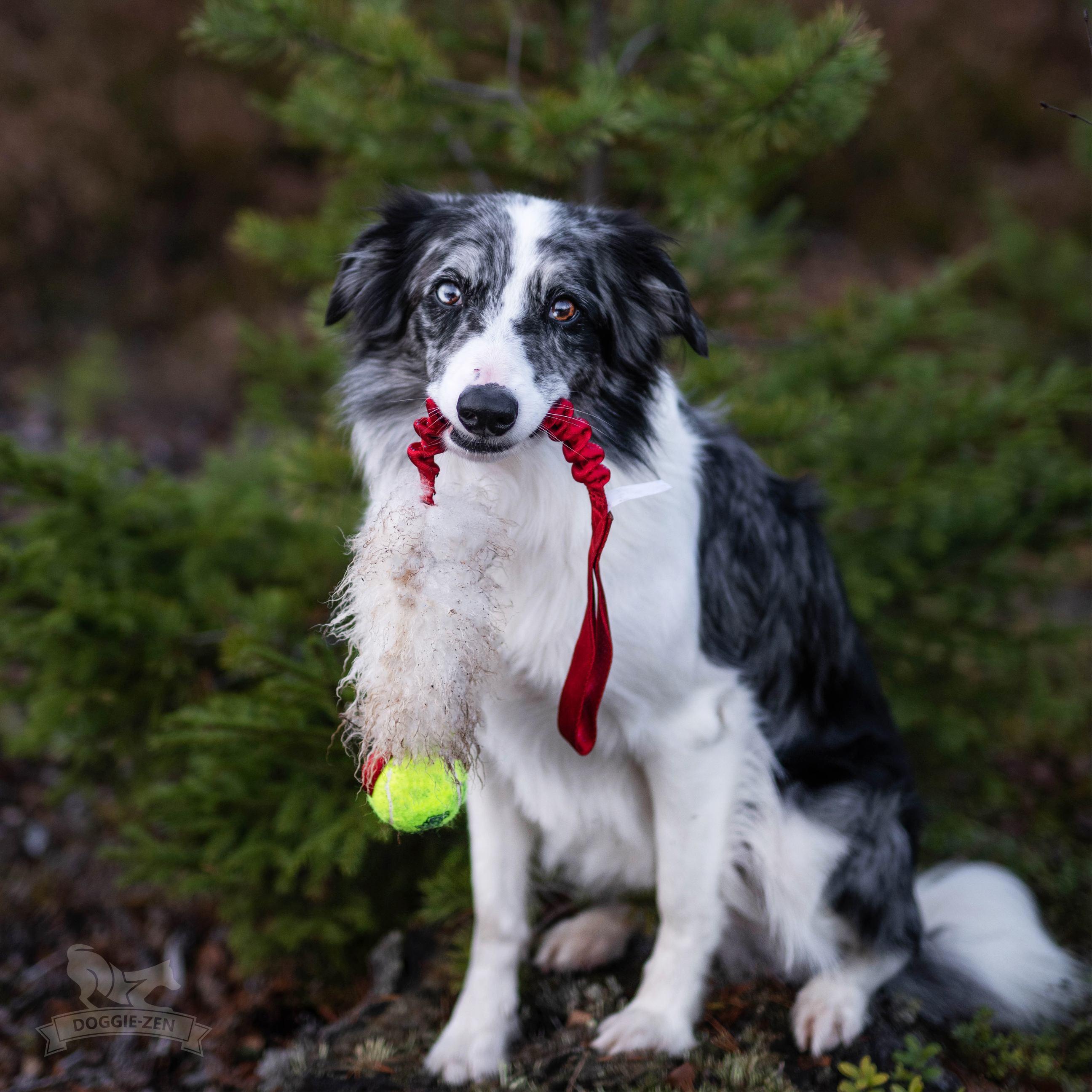 Bungee Sheepskin Tug L with KONG Air Squeaker Ball - 6