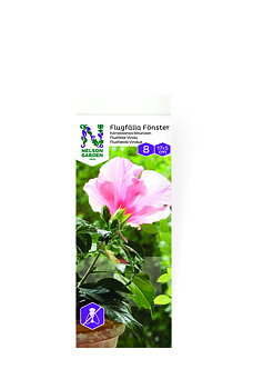 Flugfälla Fönster  8st