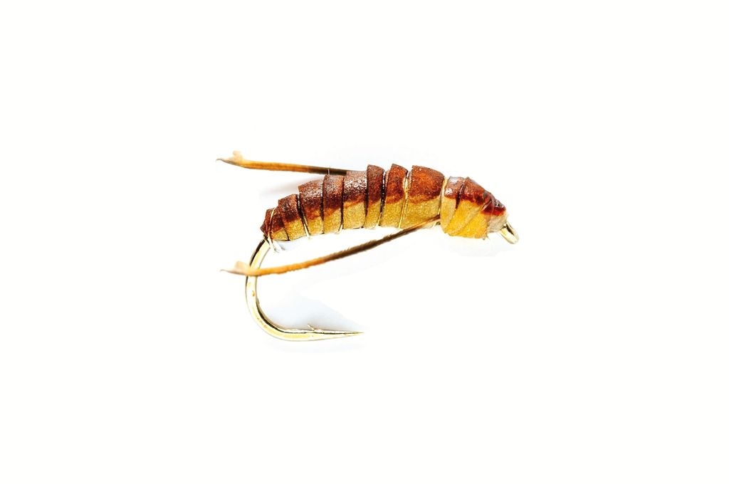Air Bubble Corixa