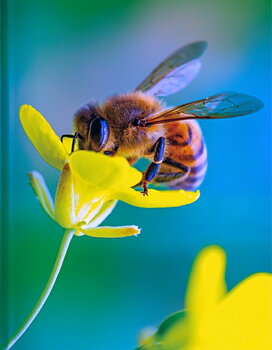 Bee