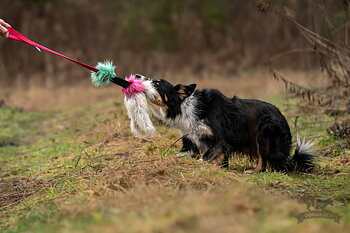 Bungee Squeaker Octopus Tug Sheepskin