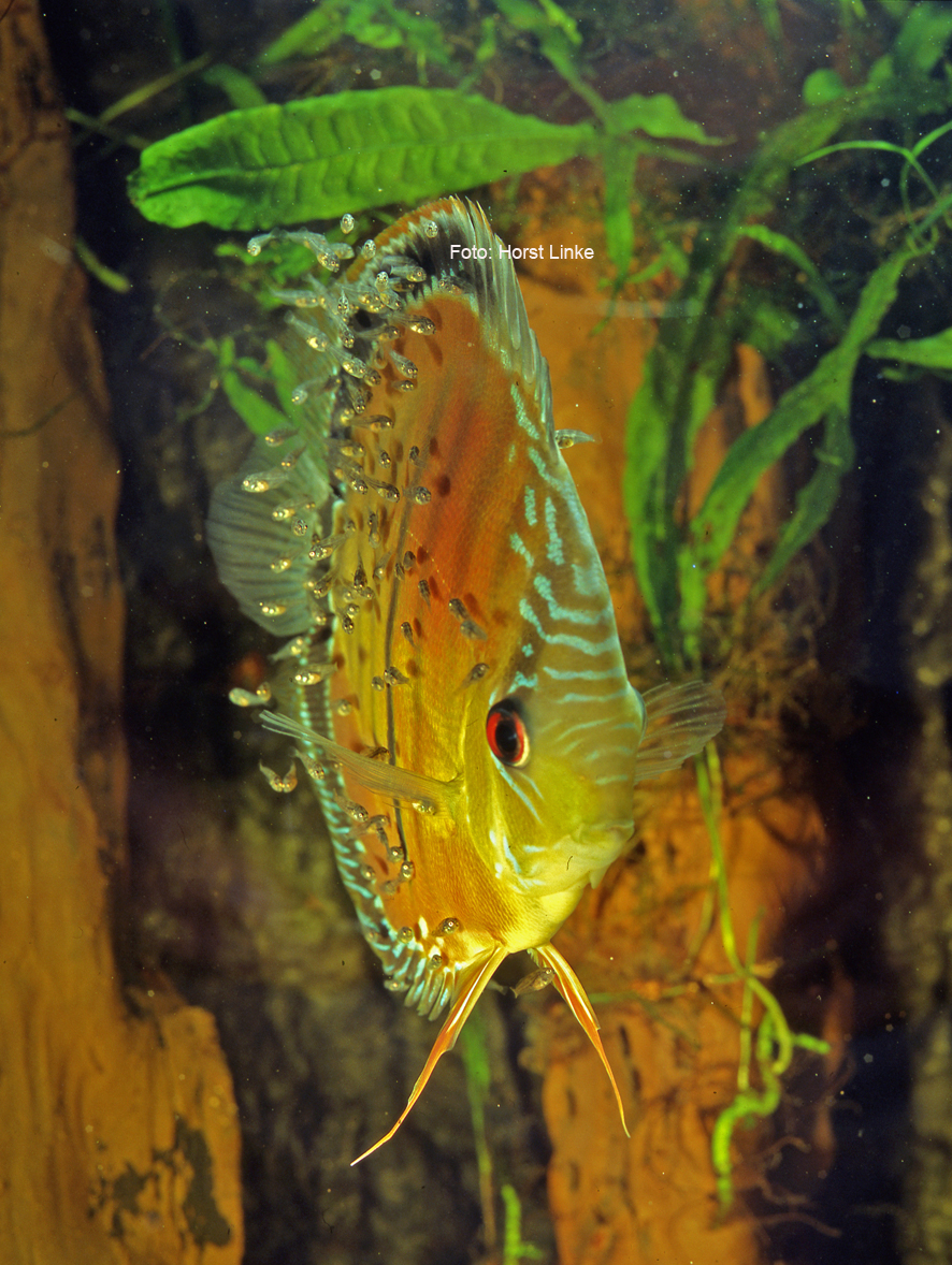 Wild Discus (Horst Linke)  - 2