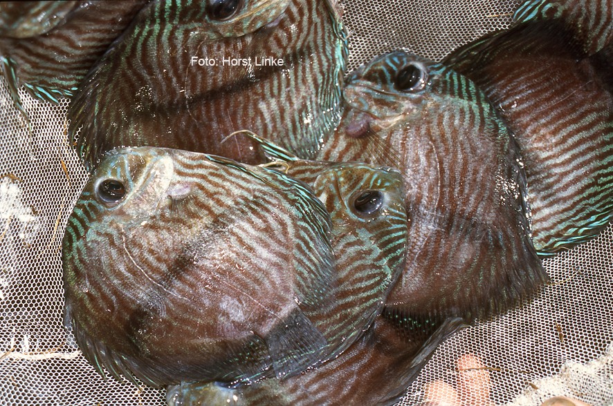 Wild Discus (Horst Linke)  - 3