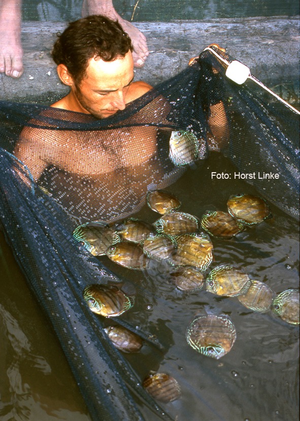 Wild Discus (Horst Linke)  - 4