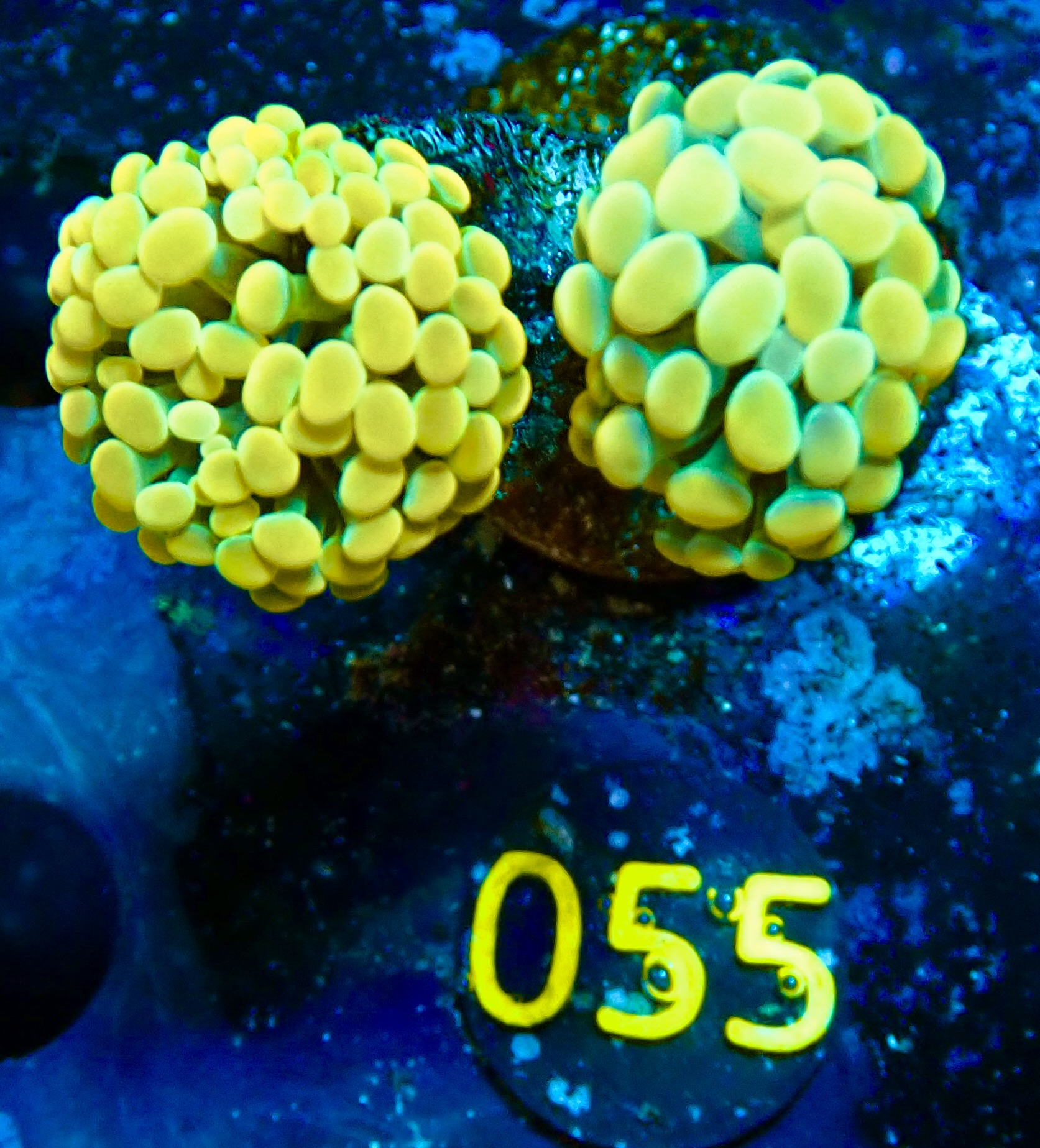 Euphyllia paraancora golden