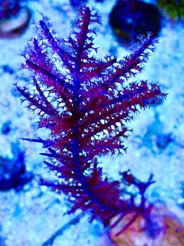 Pseudopterogorgia sp. blue Gorgonian