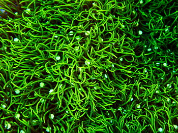 Briareum spp.