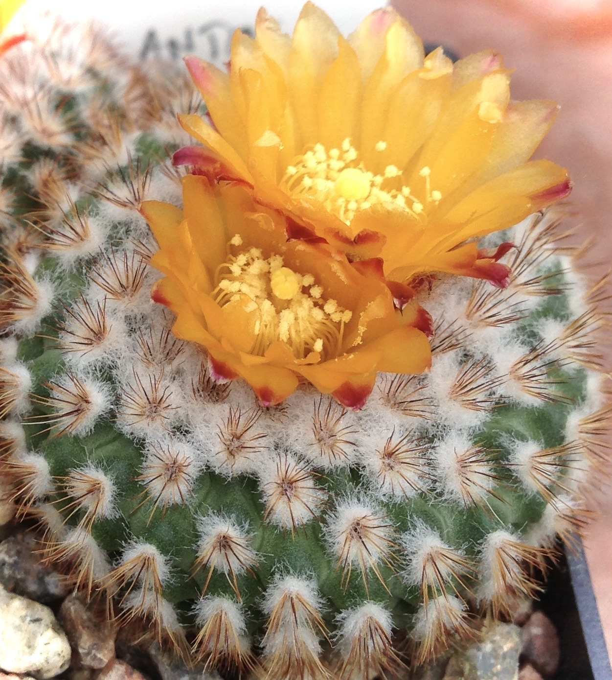 Parodia fraileoides MN 511