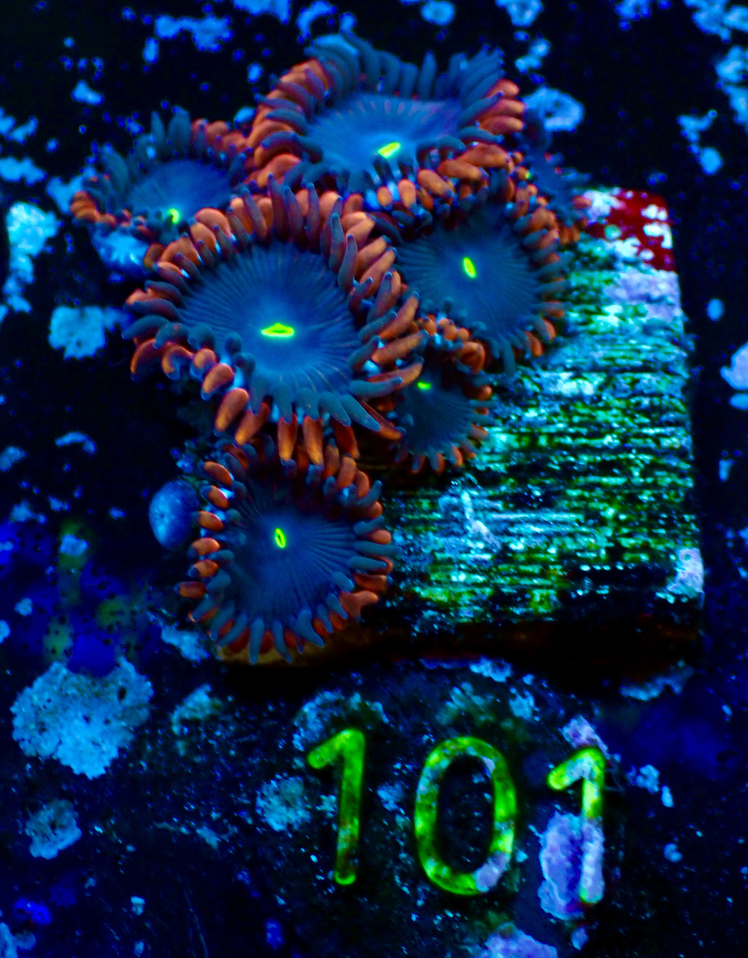 Zoas spp Red People Eater