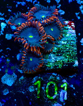 Zoas spp Red People Eater