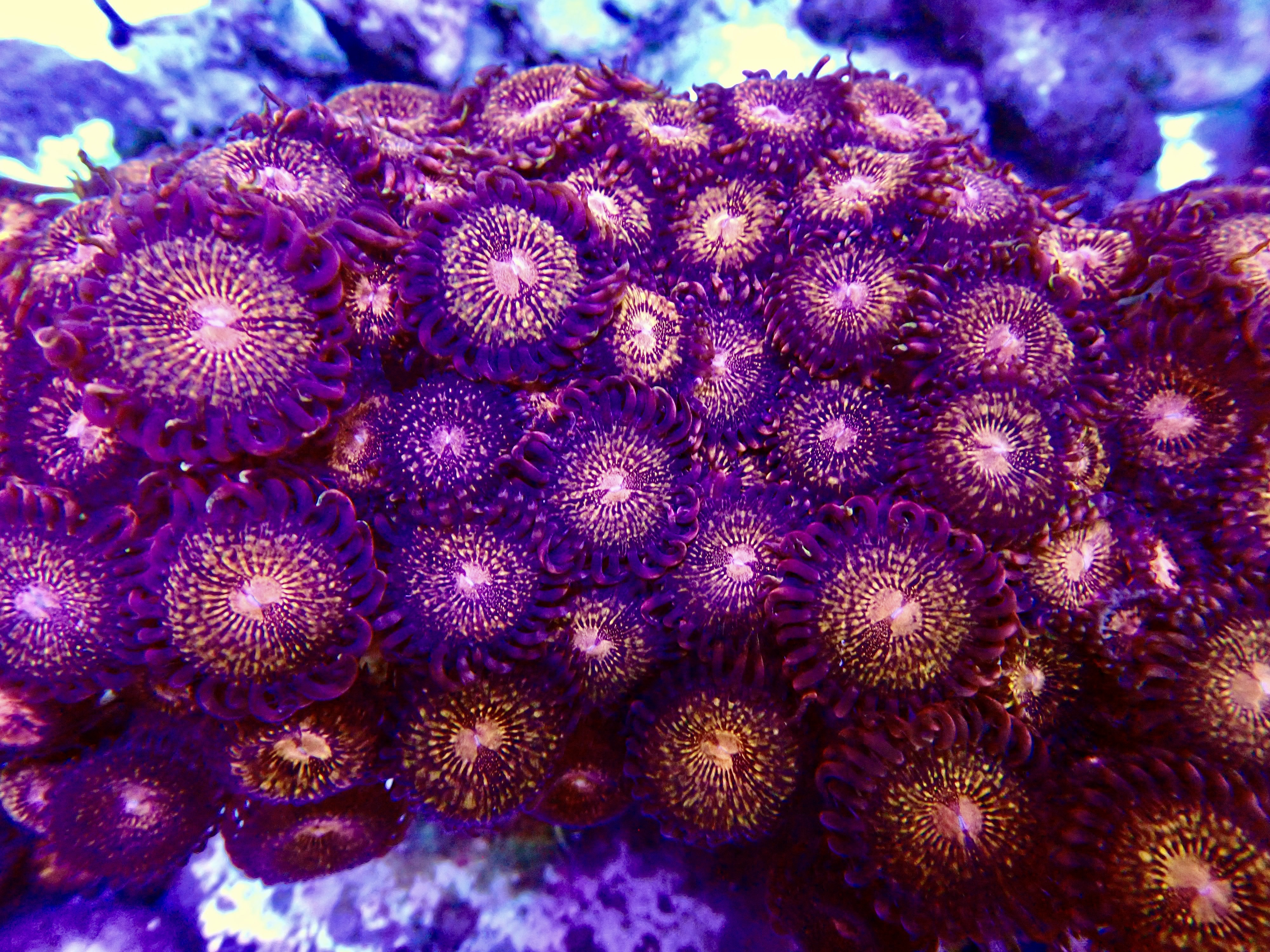 Zoas spp Pandoras fragg ca 10 polyper