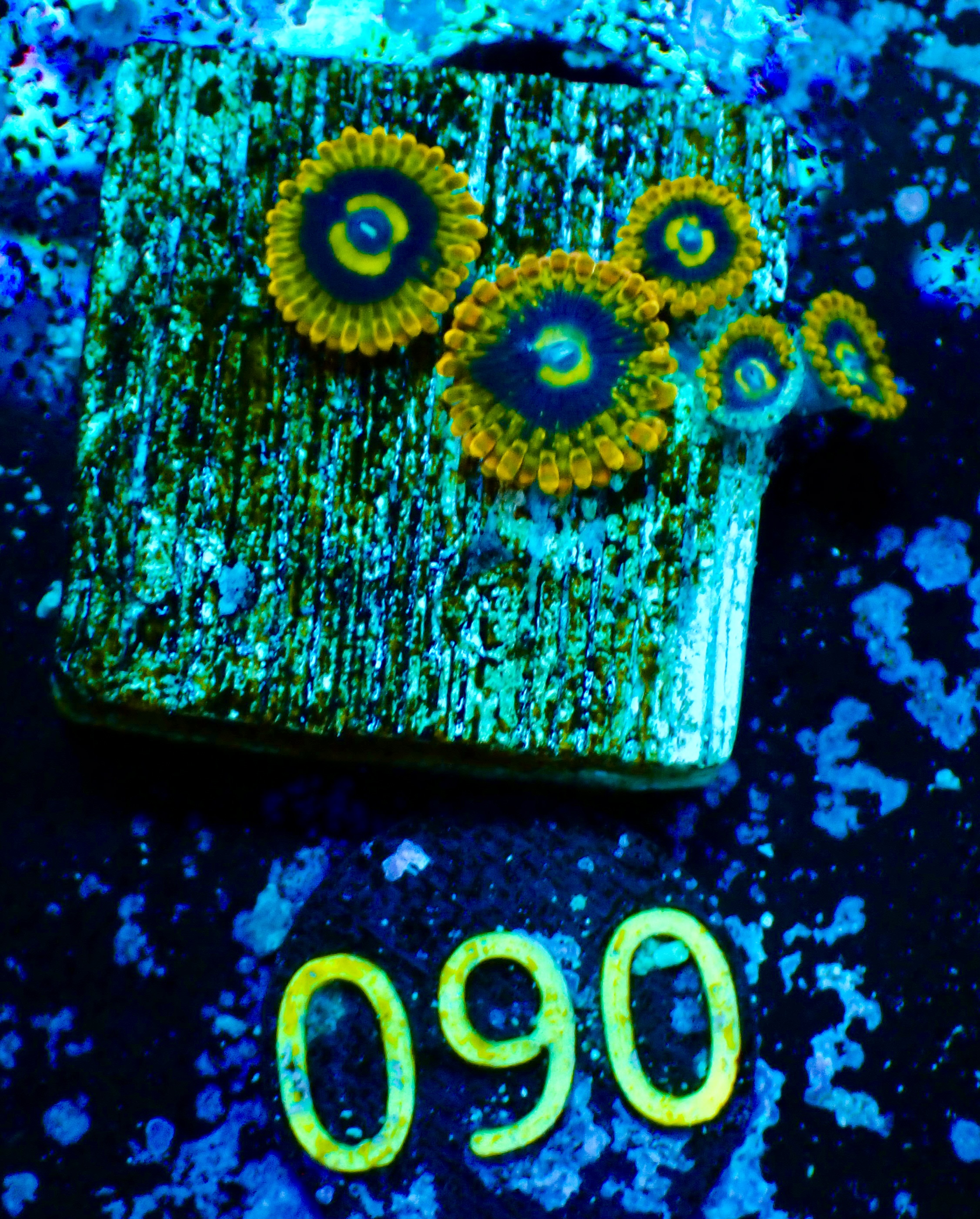 Zoas spp Joda