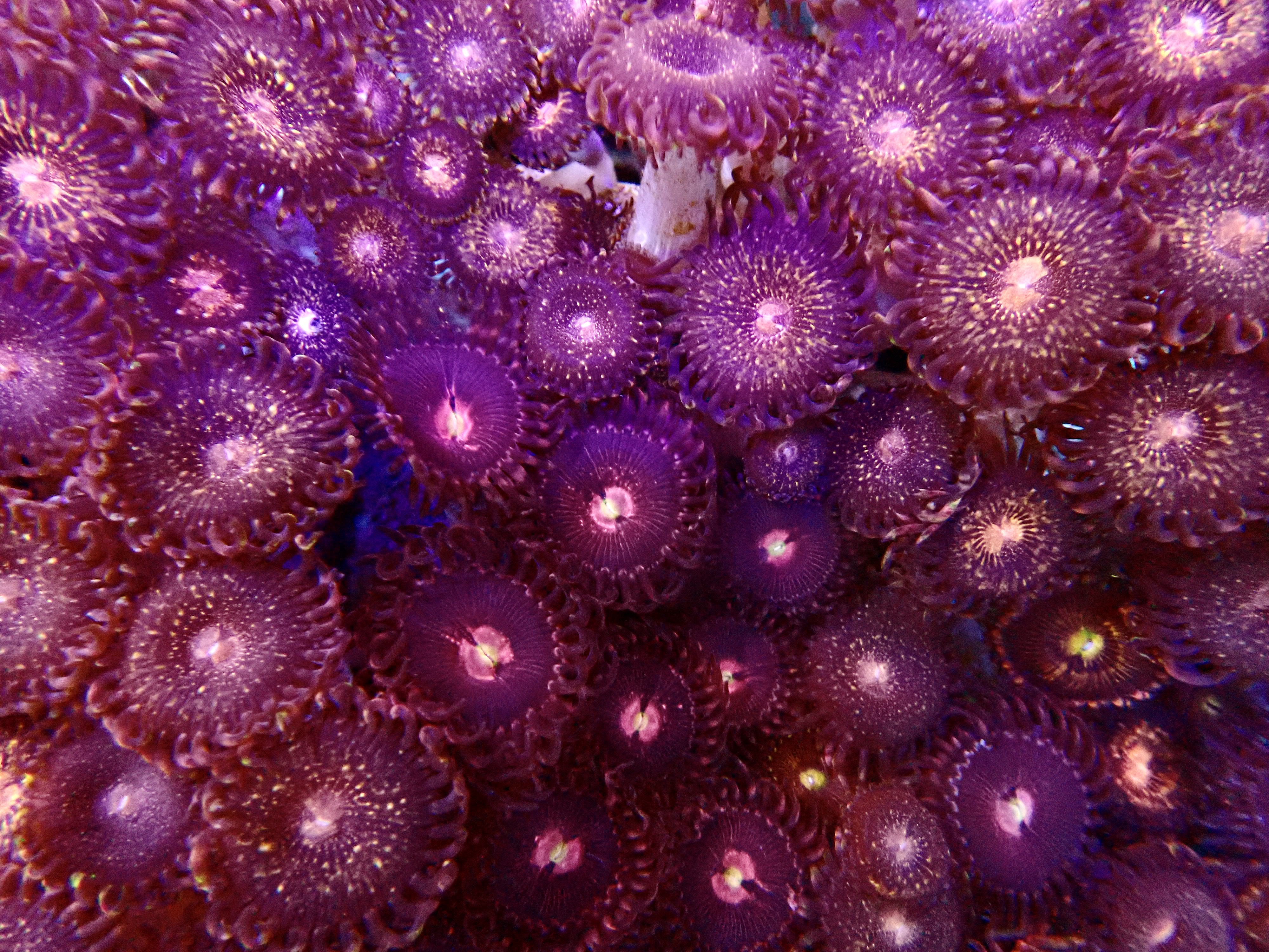 Zoas spp Alien Explosion fragg ca 10 polyps
