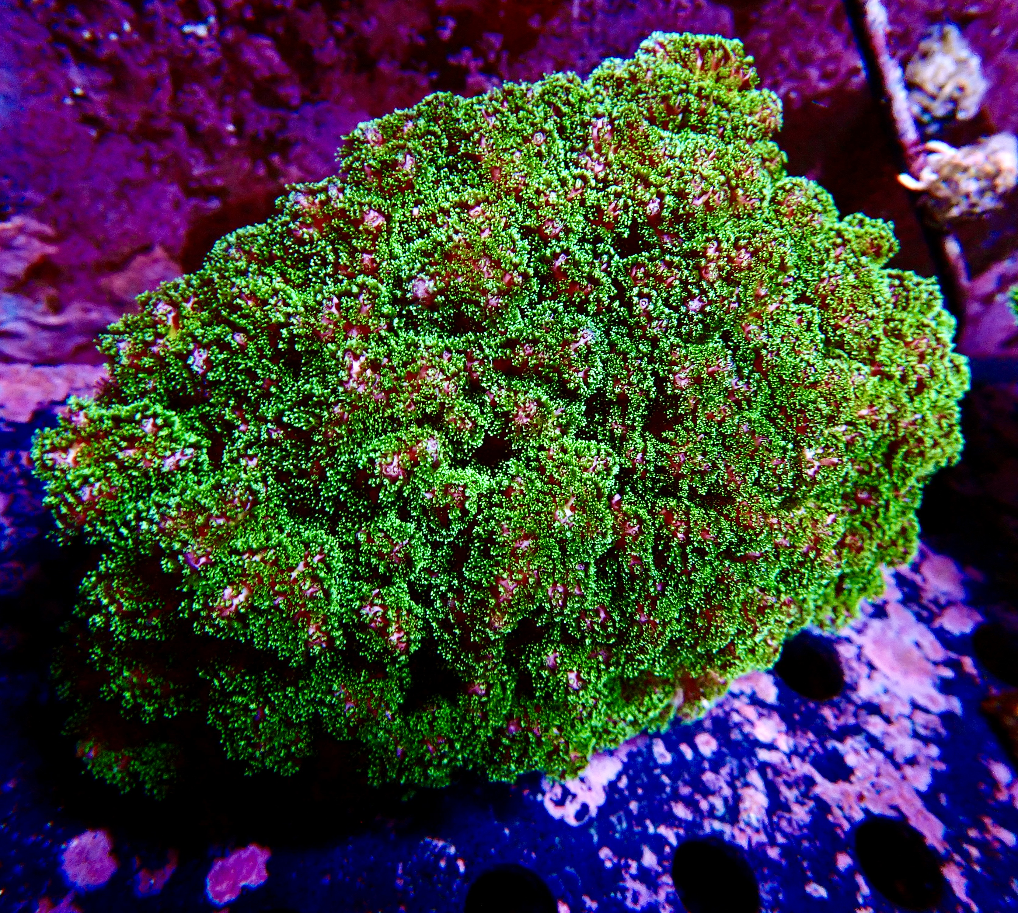 Pocillopora spp koloni