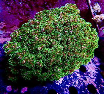 Pocillopora spp koloni