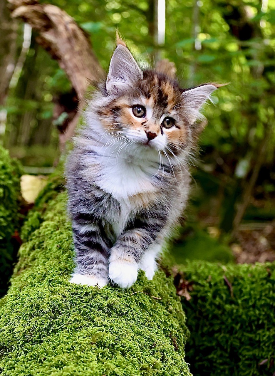 Misti