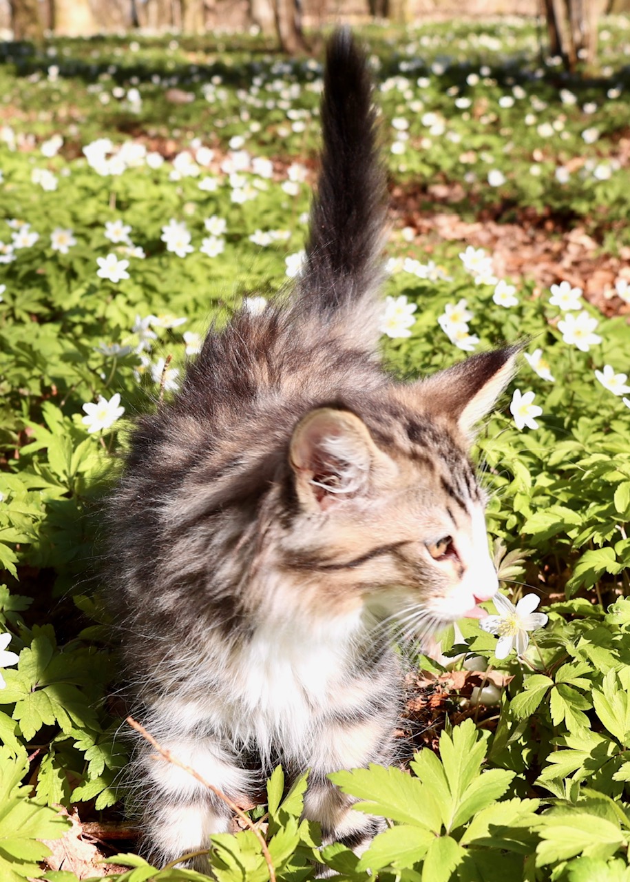 Figaro - 4