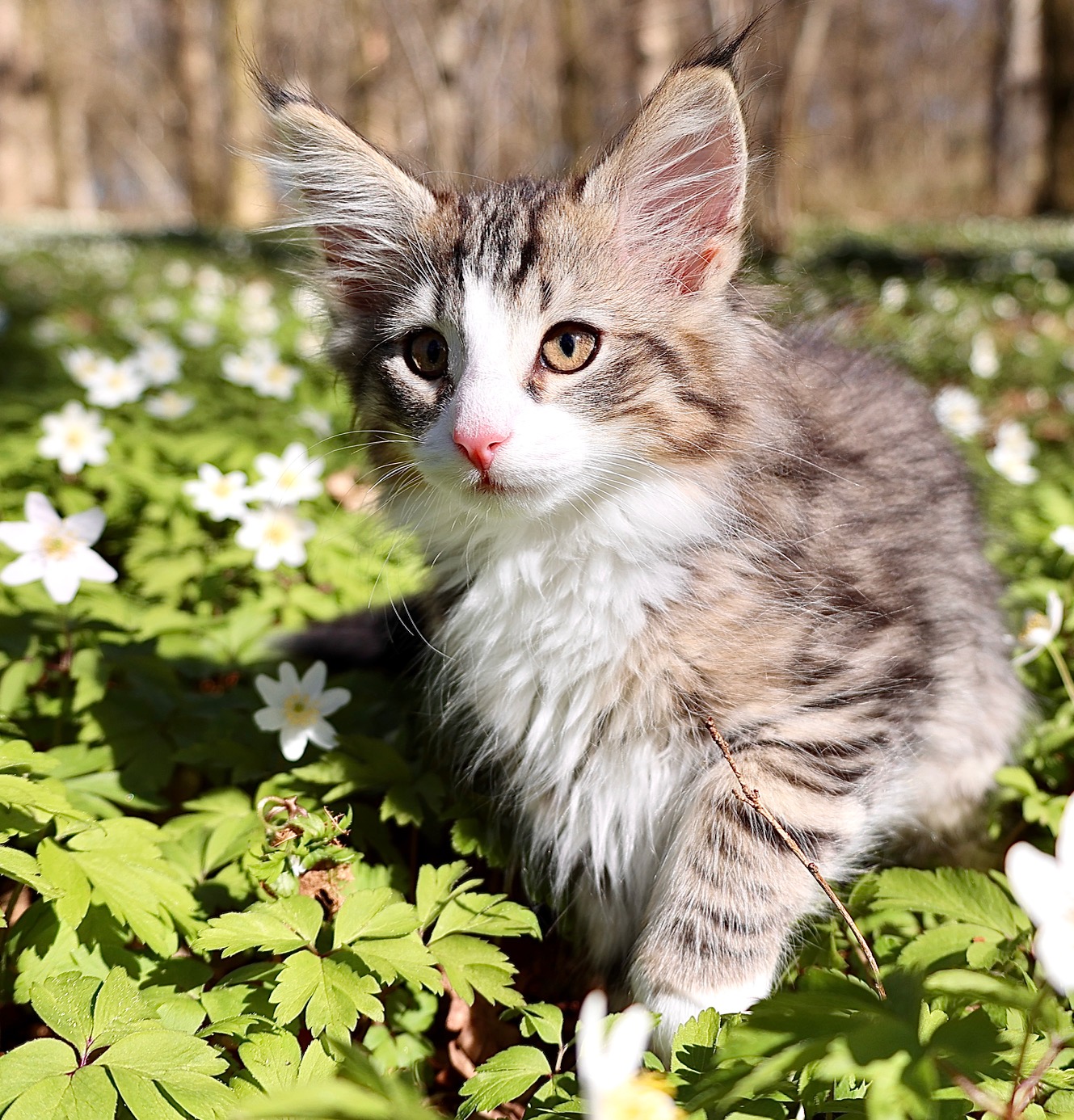 Figaro - 2