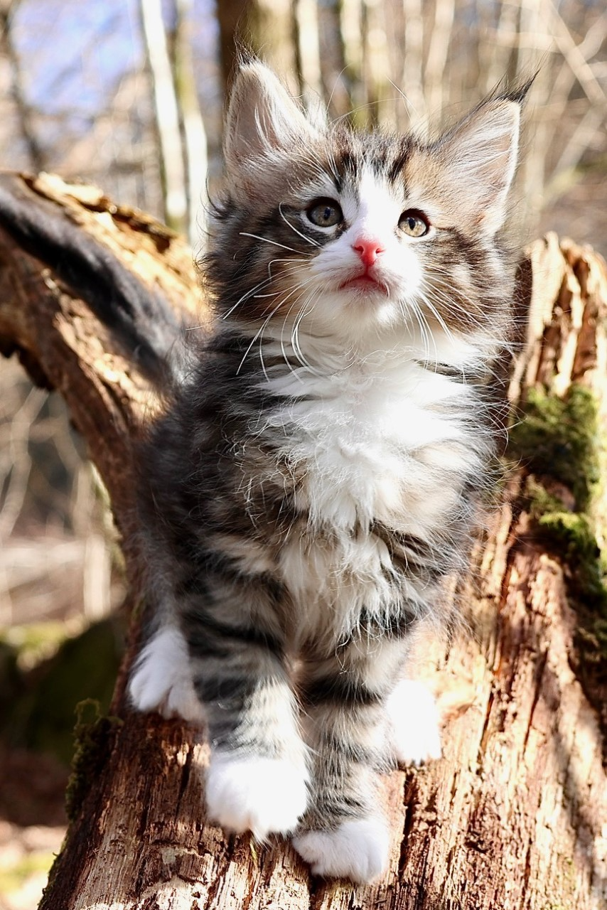 Figaro
