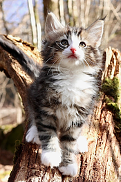 Figaro