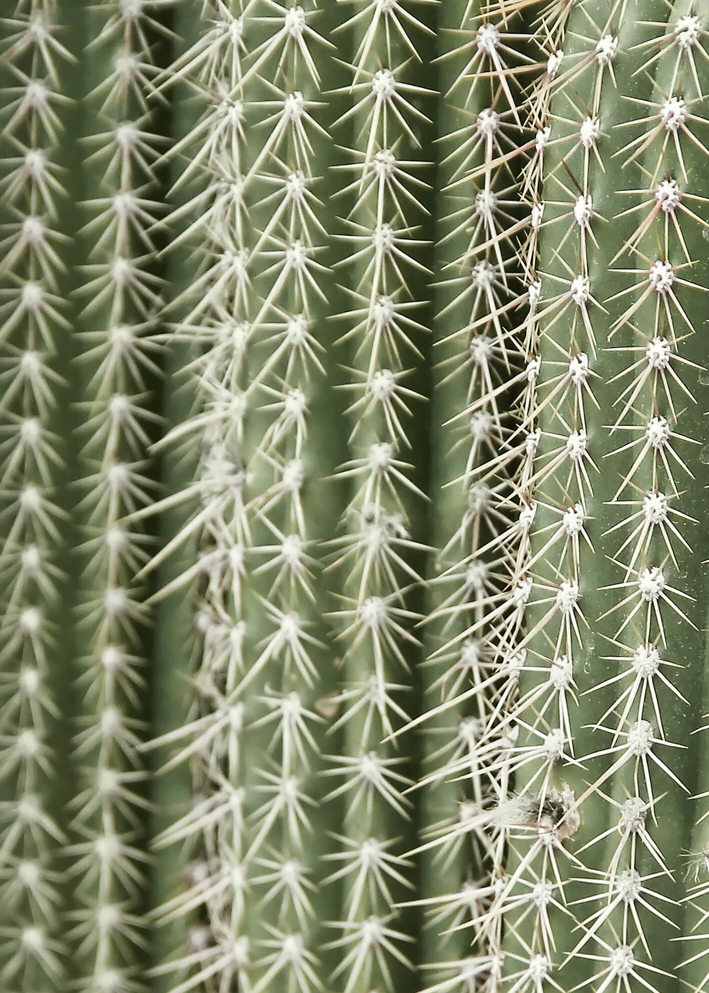 matucana kaktus Matucana madisoniorum