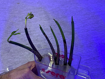 Mangrove plant