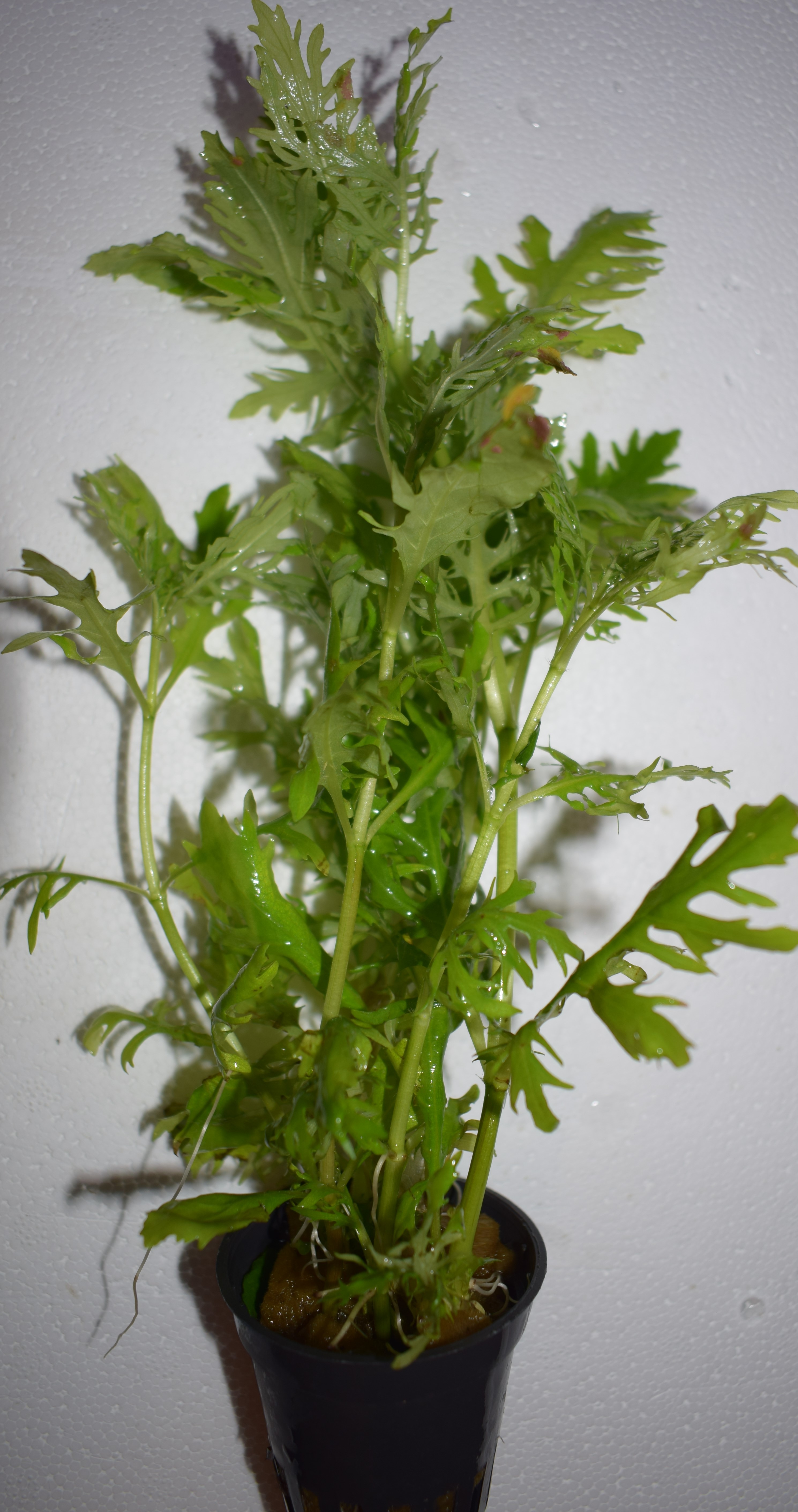 Glossostigma elatinoides - 3