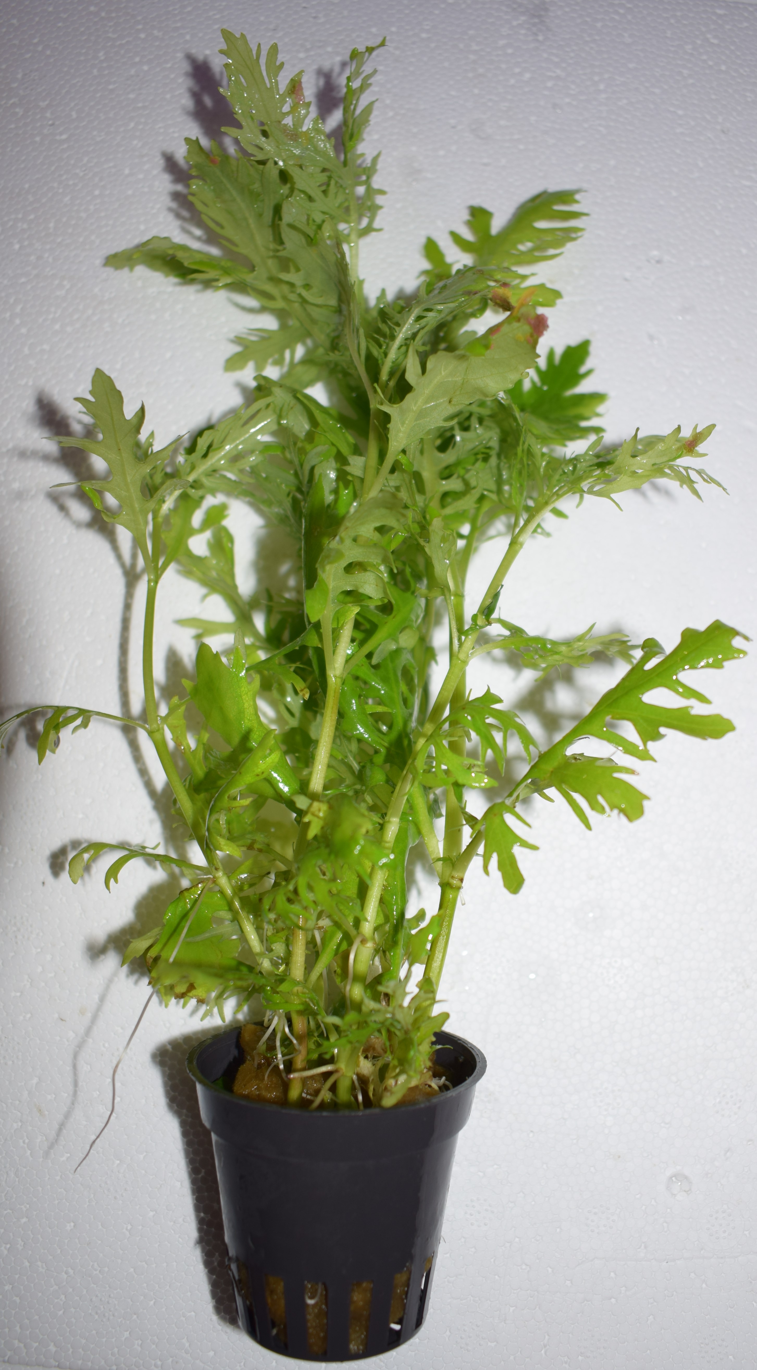 Glossostigma elatinoides - 2