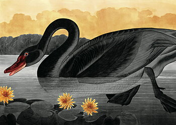 Poster Black Swan
