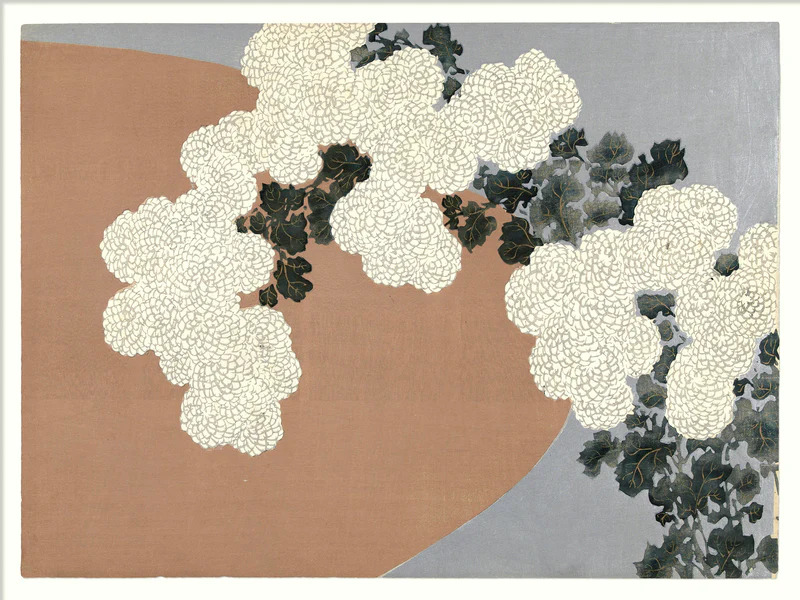 Poster Chrysantemum