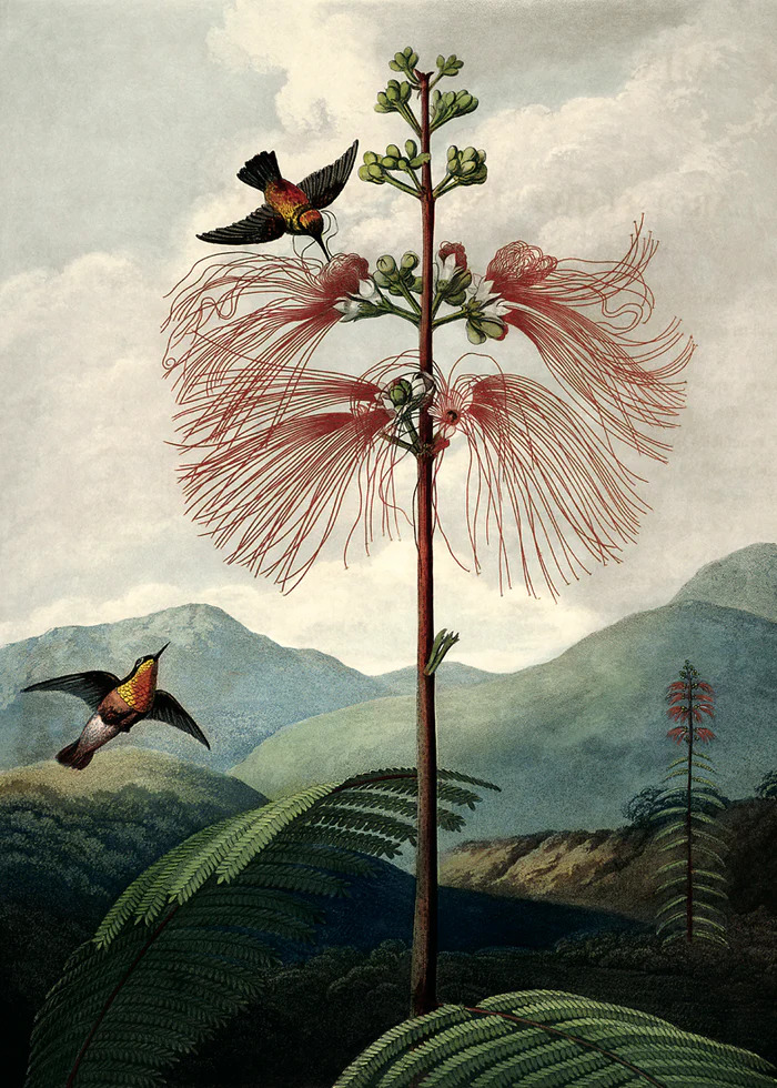 Poster The tree of flowers