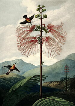 Poster The tree of flowers