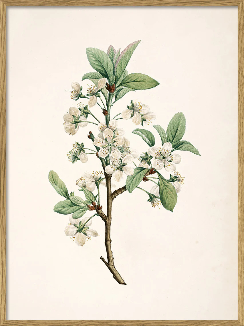 Tavla Prunus Domestica