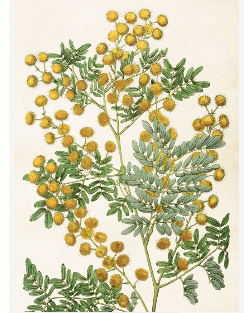 Mimosa Poster 50x70