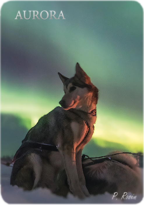 Kühlschrankmagnet Husky Nordlicht
