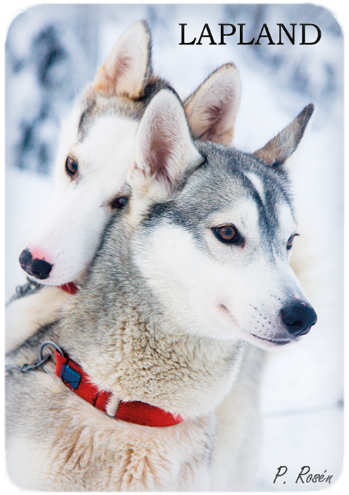 Kühlschrankmagnet Husky 