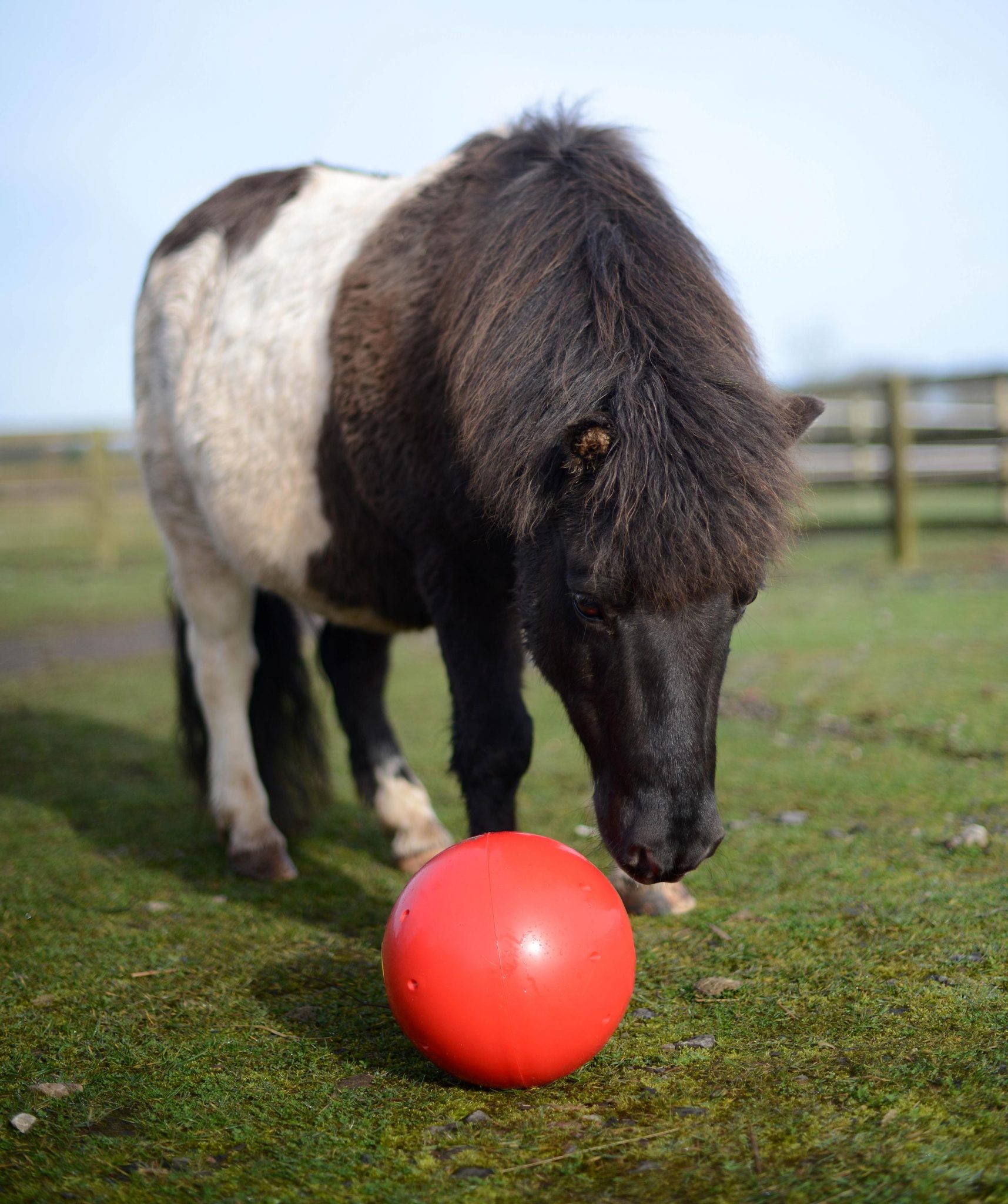 LIKIT Snak-A-Ball - Red Horse Treats Activation Toy