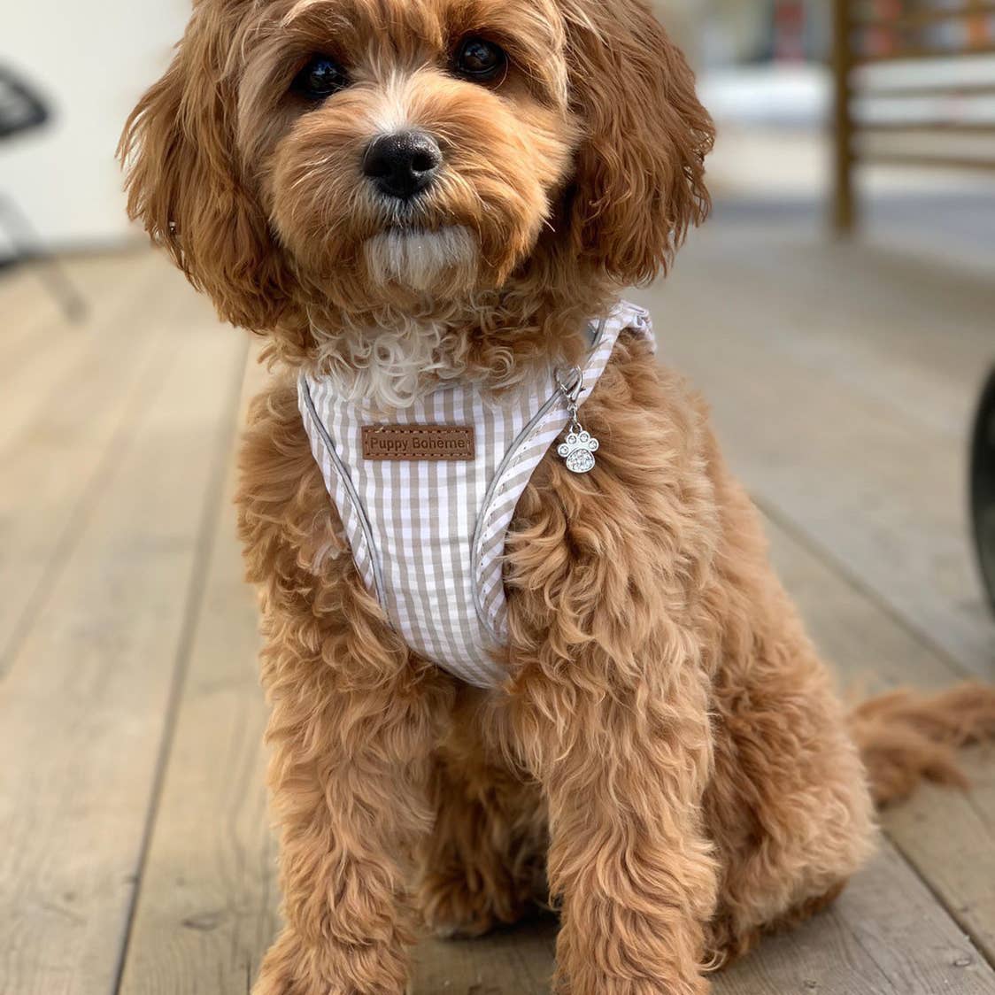 Puppy Bohème Bailey Step-in Dog Harness