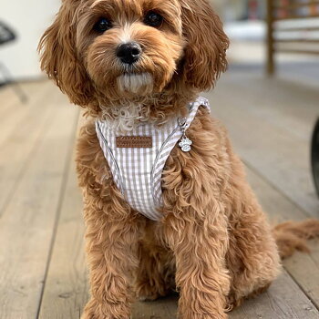Puppy Bohème Bailey Step-in Dog Harness