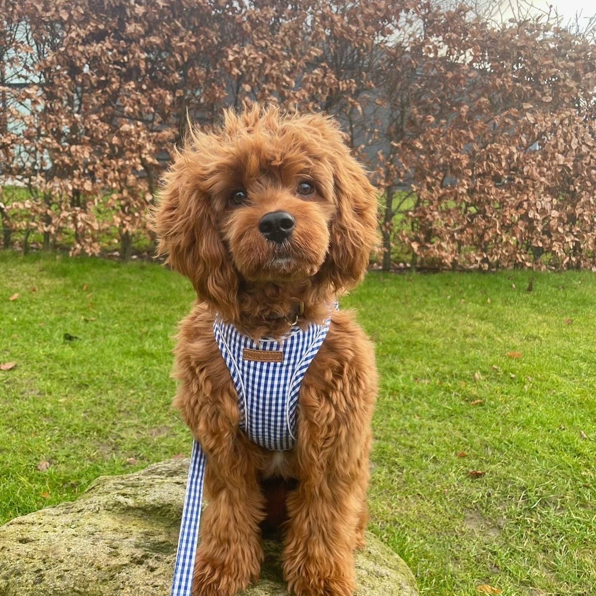 Puppy Bohème Charlie Step-in Dog Harness