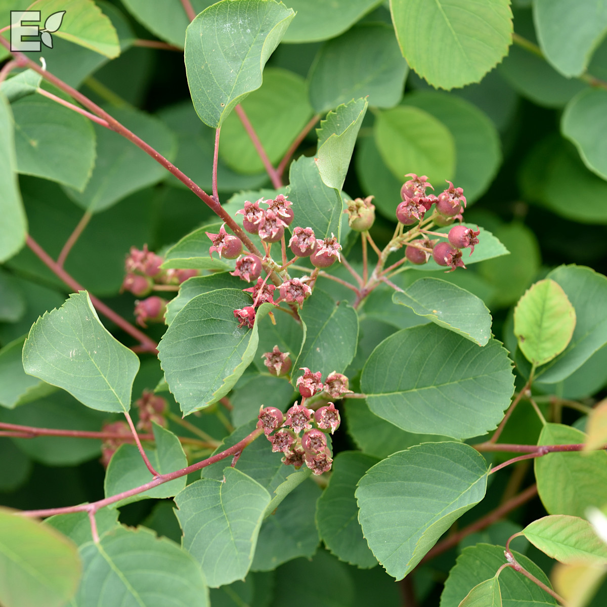 Amelanchier alnifolia Fk Alvdal E Häck C1  KRUKODLAD