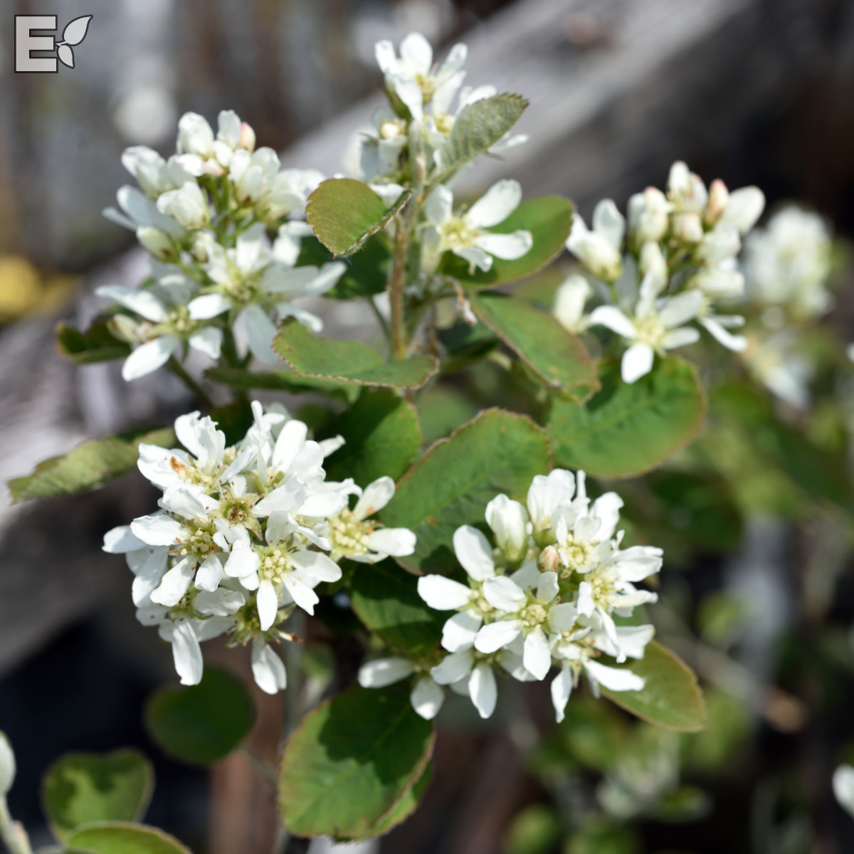 Amelanchier alnifolia Fk Alvdal E Häck C1  KRUKODLAD - 2