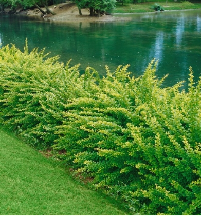 Berberis thunbergii Häck 1/2 30-50 cm