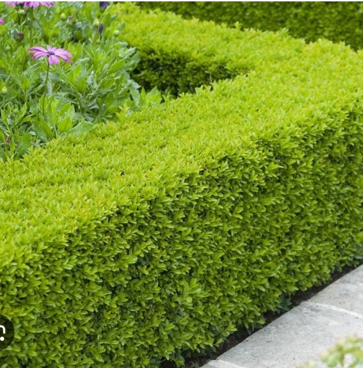 Buxus sempervirens Häck 15-20 Cm