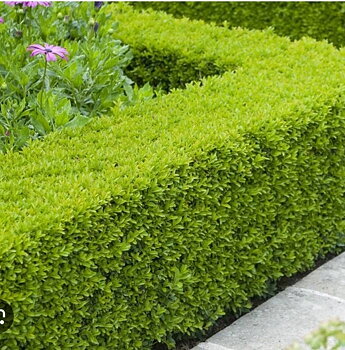 Buxus sempervirens Häck 15-20 Cm