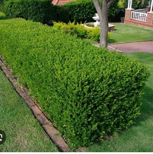Buxus sempervirens Häck 15-20 Cm - 2