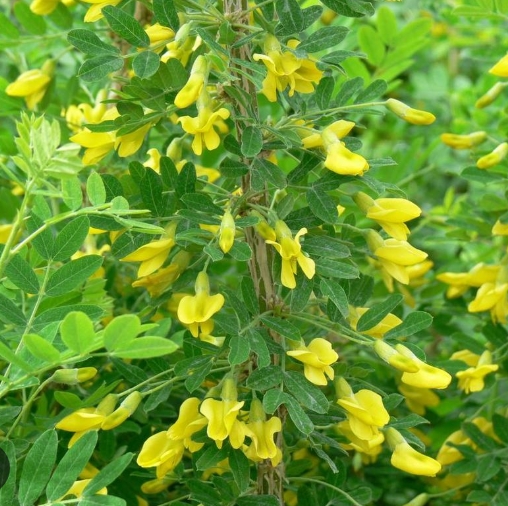 Caragana arborescens Häck 1/1 65-100