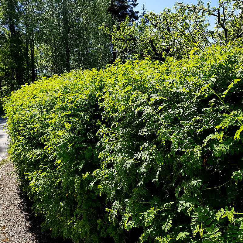 Caragana arborescens Häck 1/1 65-100 - 2